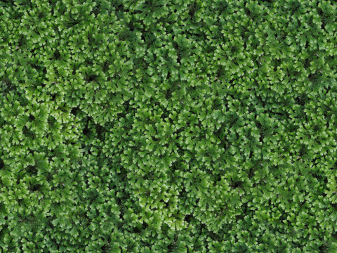 地衣地被苔藓植物17