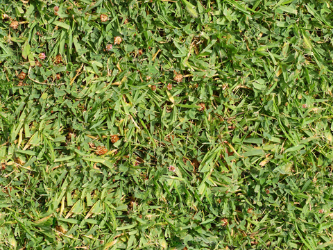 草地草皮草坡50