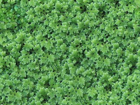 地衣地被苔藓植物2