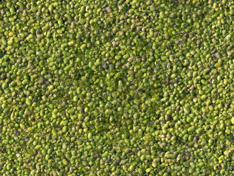 地衣地被苔藓植物9