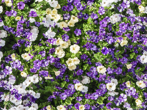  灌木花丛，灌木丛170 