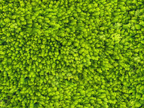 地衣地被苔藓植物24