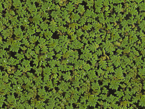  地衣地被苔藓植物10 