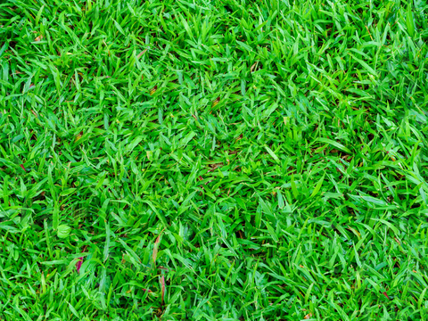 草地草皮草坡46