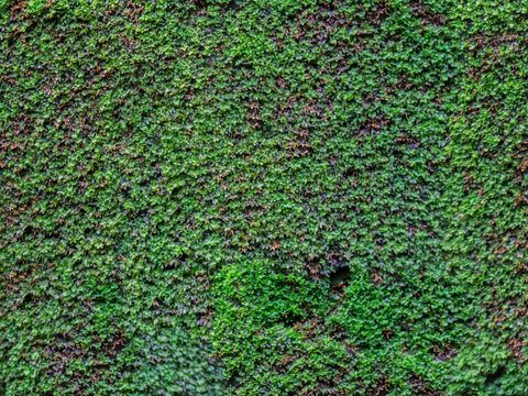  苔藓70 