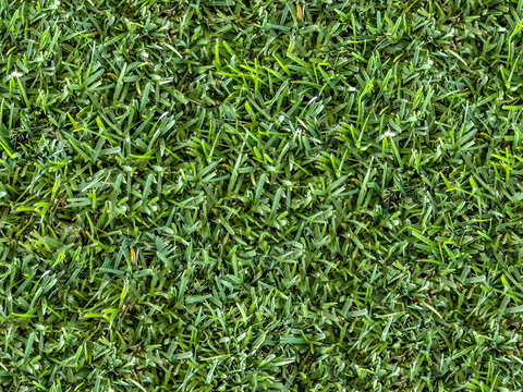 草地草皮草坡29