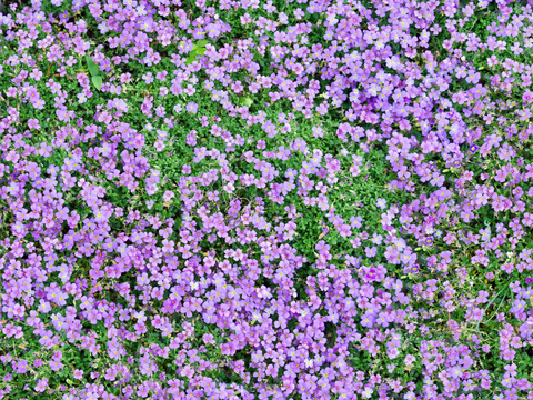  灌木花丛，灌木丛166 