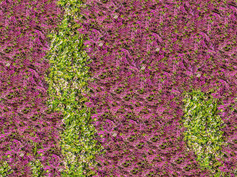 灌木花丛，灌木丛205