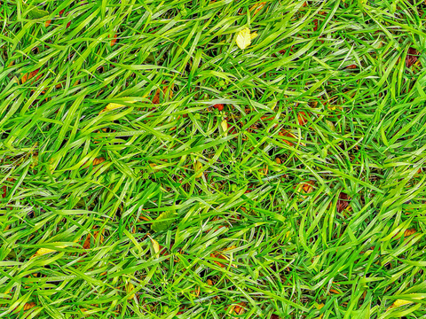 草地草皮草坡33