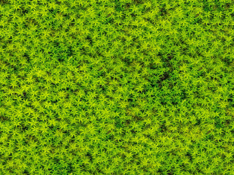 地衣地被苔藓植物14