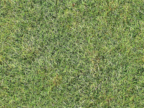 草地草皮草坡11