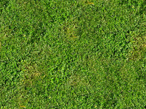 草地草皮草坡41