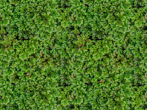 地衣地被苔藓植物20