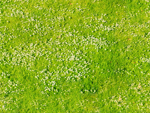 草地草皮草坡60