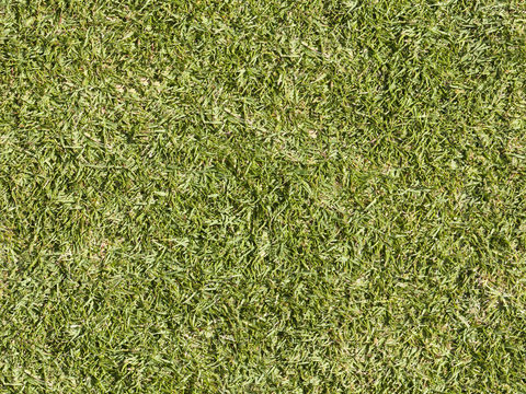 草地草皮草坡53