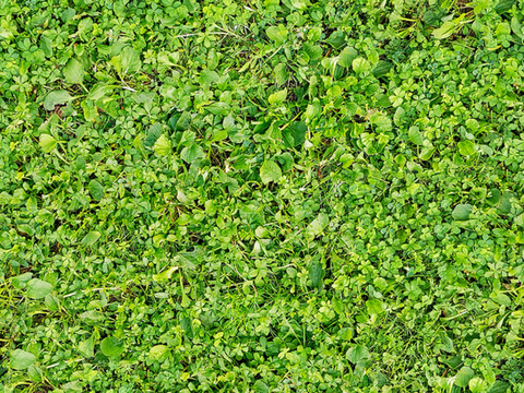 草地草皮草坡19