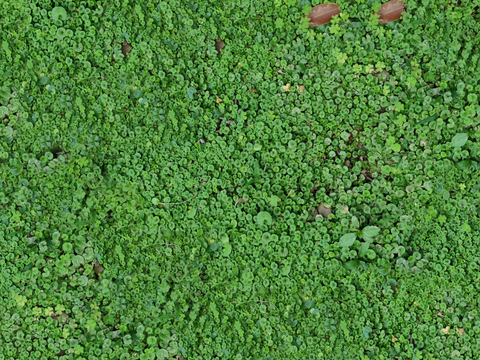 地衣地被苔藓植物22