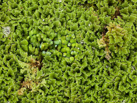  地衣地被苔藓植物1 