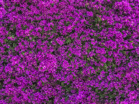 灌木花丛，灌木丛165