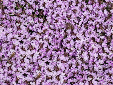  灌木花丛，灌木丛173 