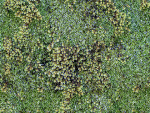  苔藓124 