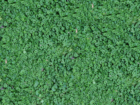 地衣地被苔藓植物26