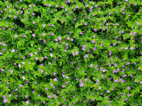  灌木花丛，灌木丛144 