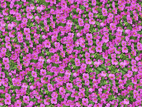 灌木花丛，灌木丛230