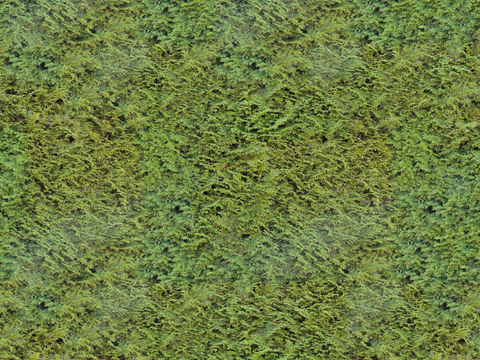 地衣地被苔藓植物23