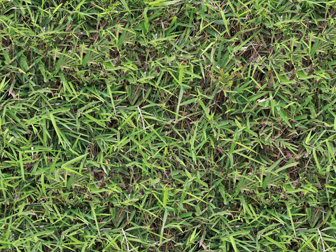 草地草皮草坡47