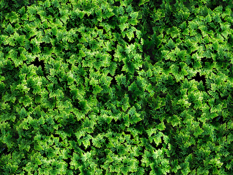 地衣地被苔藓植物8