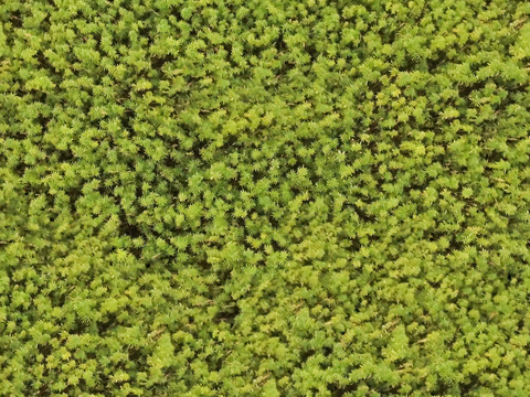 地衣地被苔藓植物19