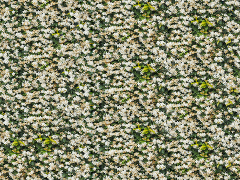 灌木花丛，灌木丛201