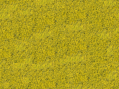  灌木花丛，灌木丛193 