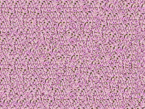  灌木花丛，灌木丛218 