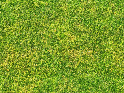 草地草皮草坡40