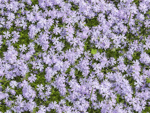  灌木花丛，灌木丛140 