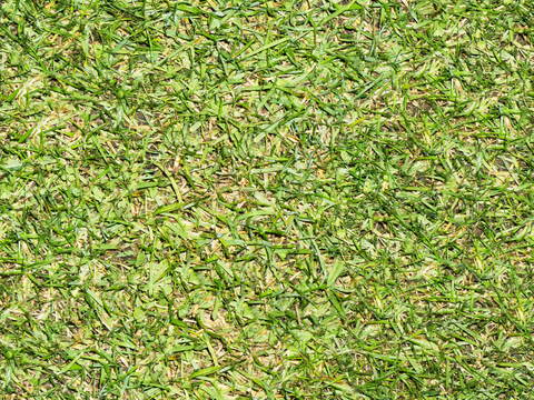 草地草皮草坡42