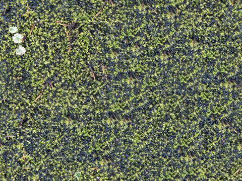 地衣地被苔藓植物7