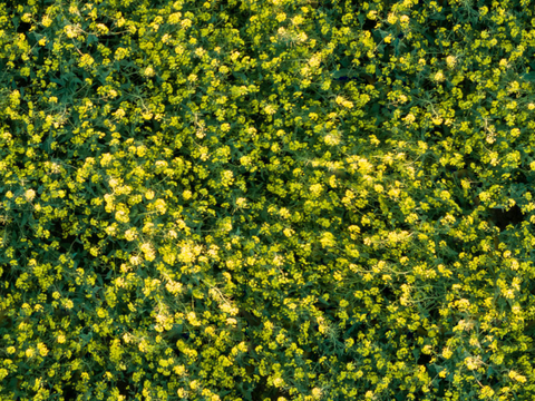  灌木花丛，灌木丛149 