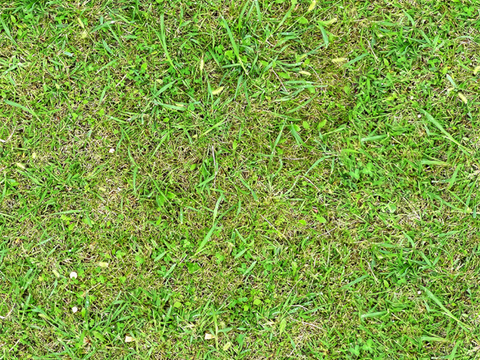 草地草皮草坡10