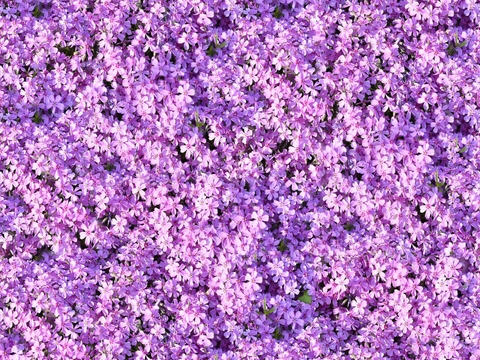 灌木花丛，灌木丛213