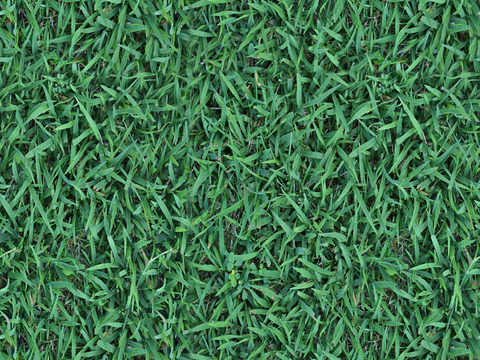 草地草皮草坡31