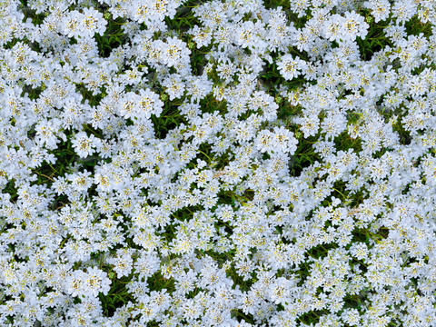 灌木花丛，灌木丛236