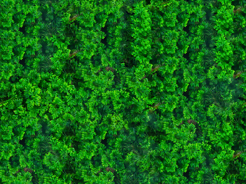 地衣地被苔藓植物16