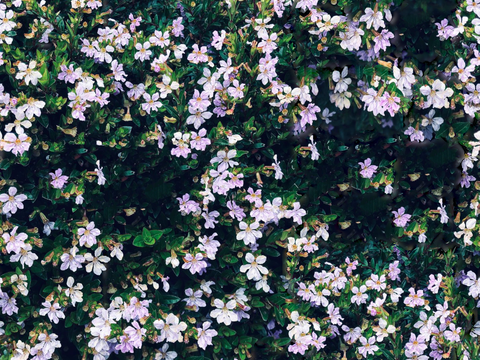 灌木花丛，灌木丛152