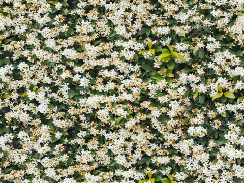 灌木花丛，灌木丛148