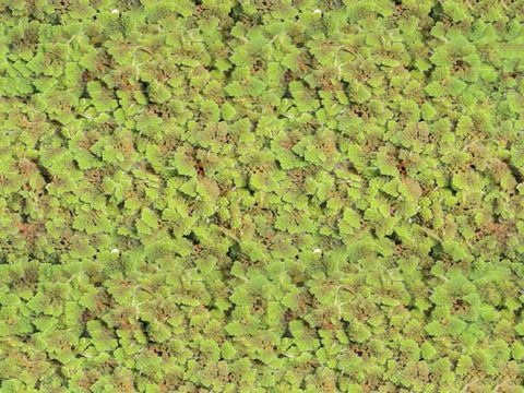  地衣地被苔藓植物25 