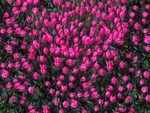  灌木花丛，灌木丛181 