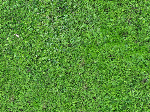 草地草皮草坡16